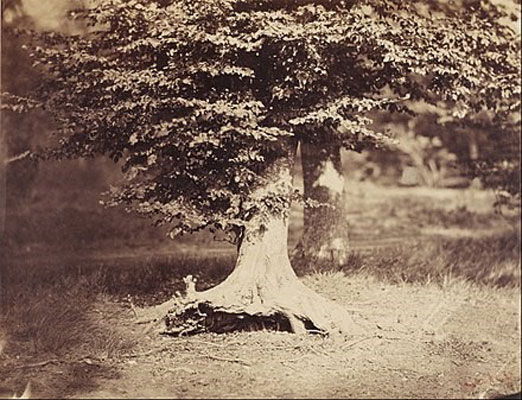 Jean-Baptiste Gustave Le Gray: The Beech Tree (1855-57)