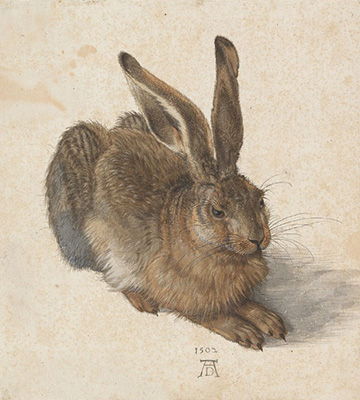 Young Hare (1502)